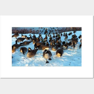 Mallard Duck and Canada Goose Flock In The Snow Posters and Art